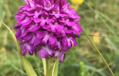 The Wild Orchids of Coll (Part 1)